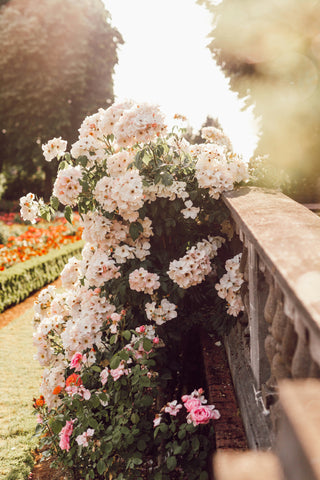 Floral